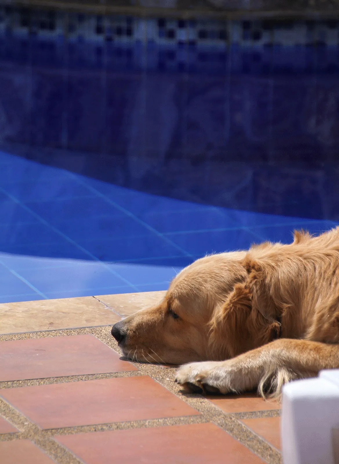 Finca Hotel Santana en Montenegro: foto 5